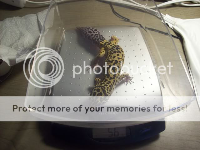 geckos004.jpg