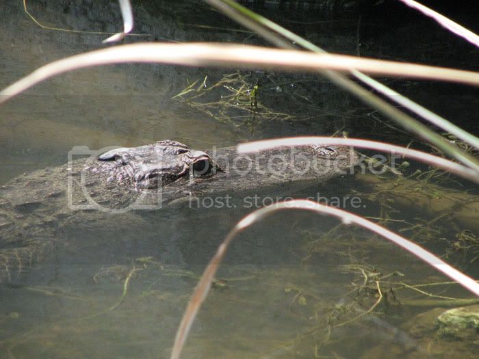 alligatorhead.jpg