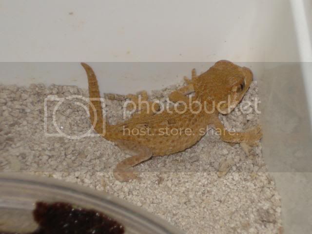 geckoniaenparoedura024.jpg