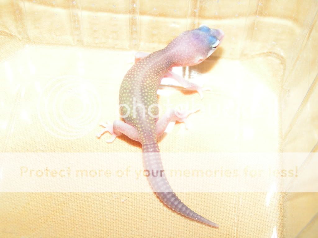 PICT0088.jpg