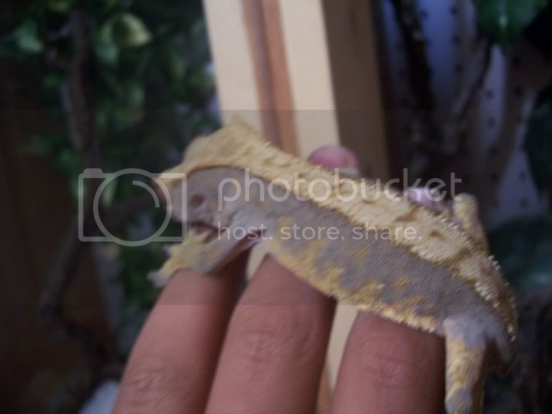 Reptiles057.jpg