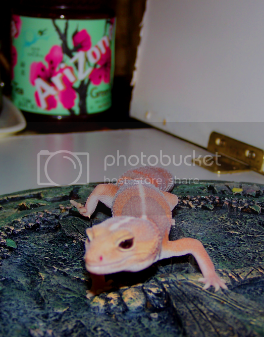 Maize.png