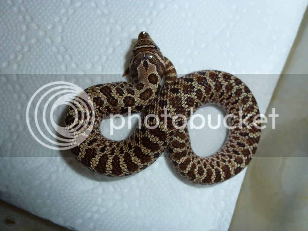 Red_Hognose.jpg