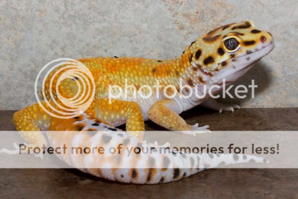 20100212Geckos265Emerine-Bermuda.jpg