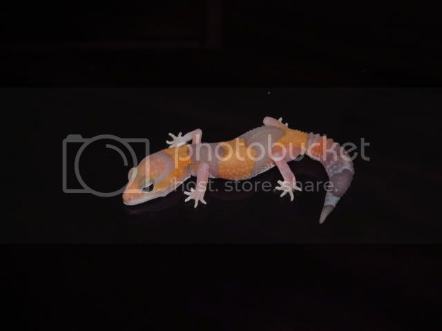 007-11.jpg