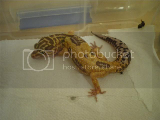 shtjungrapt003Small.jpg