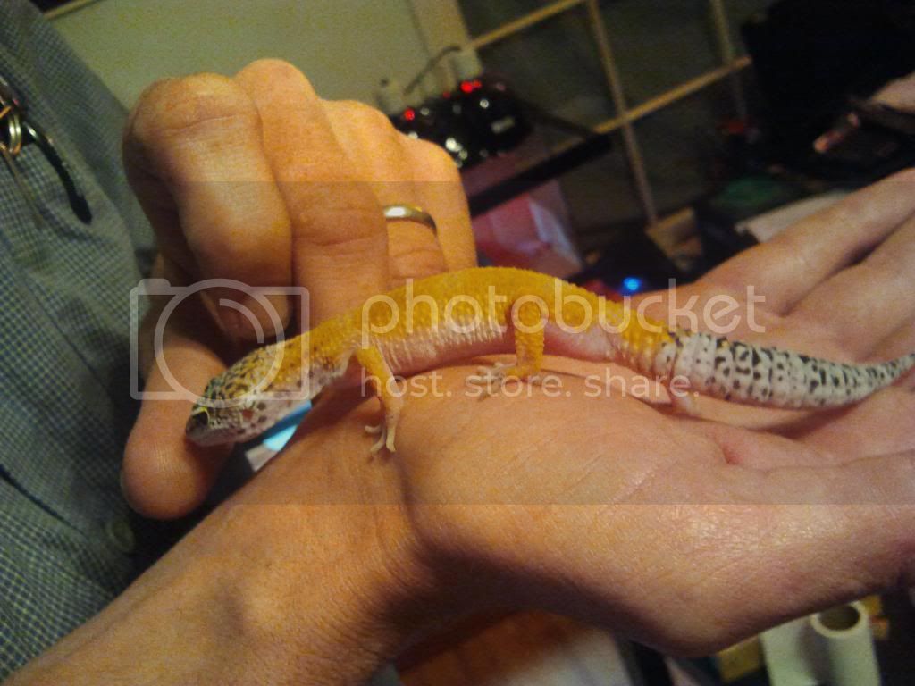 geckos_aura_2013-12-17213327.jpg