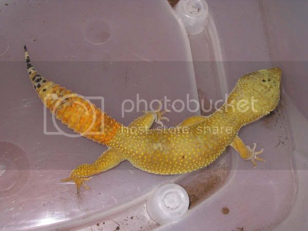 Daddy20Gecko20010.jpg