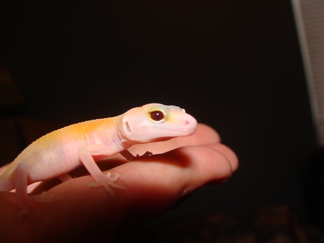 Nova%20%232%20r%20eye.jpg