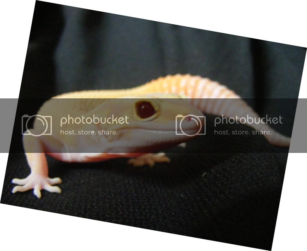 Geckos7-17-08070.jpg