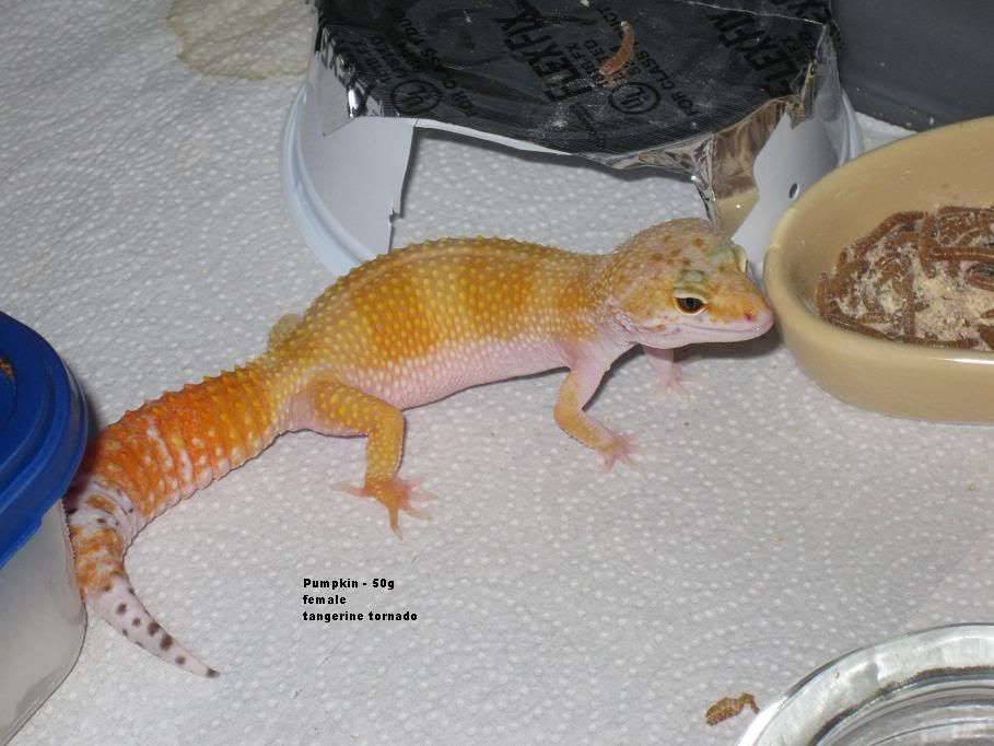 pumpkin.jpg