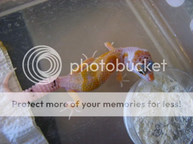 geckos010.jpg
