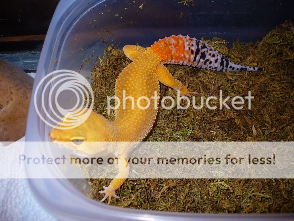 LeosJapanesegeckoMarch2509004.jpg