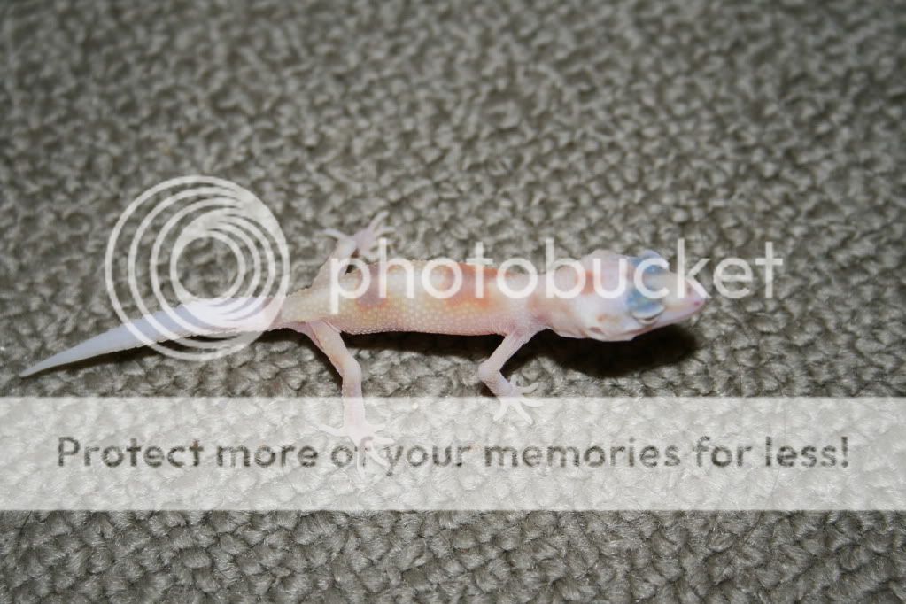 Geckos028.jpg