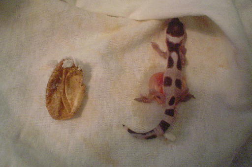 geckosecond2008three.jpg