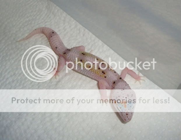 07242011Clutch2MSEhR2.jpg