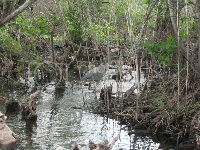 greatblueheron.jpg