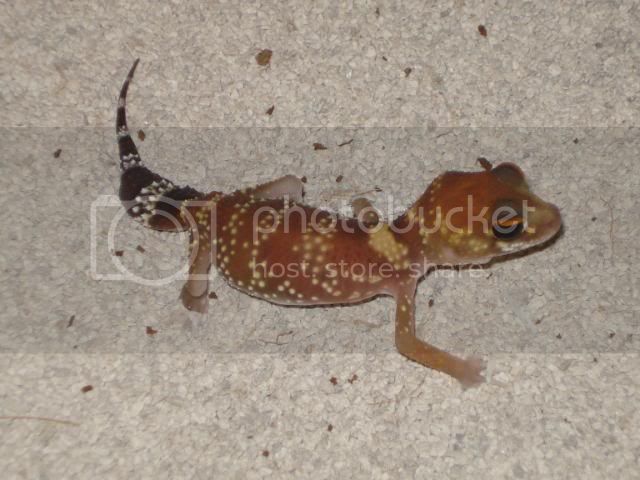 geckoniaenparoedura080.jpg