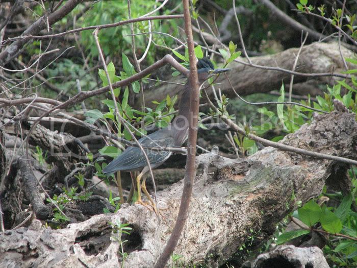 greenbackedheron2.jpg