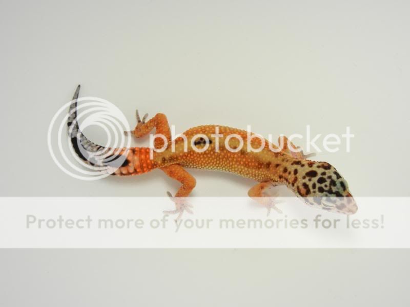 GeckosMay2011025.jpg