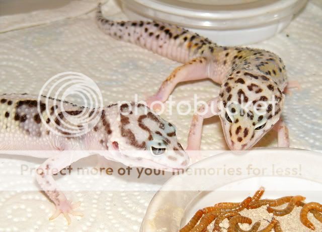 geckos015.jpg