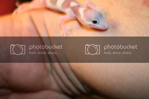 geckoeyes012.jpg