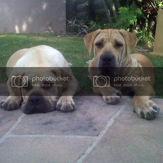 mutts01_zpsd1715691.jpg
