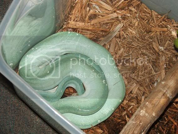 gtp1.jpg