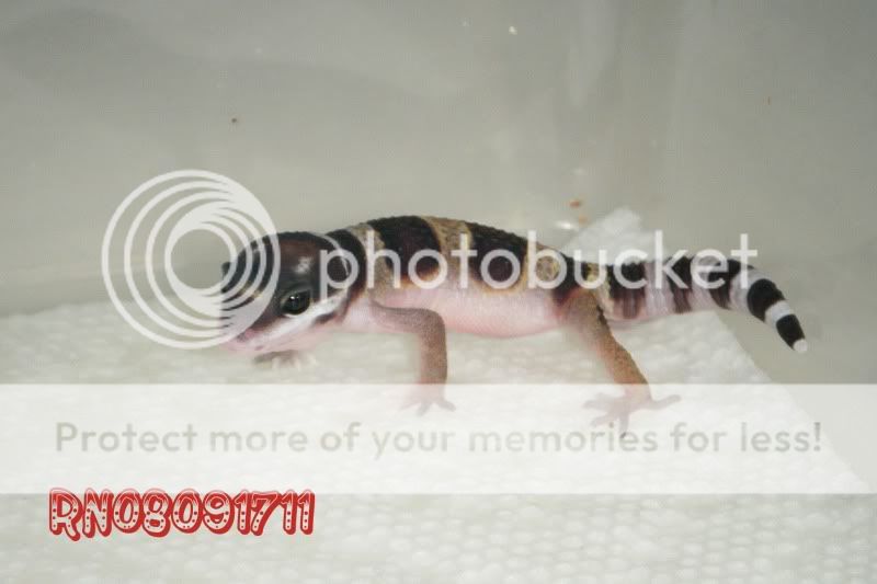 DSCF1132.jpg