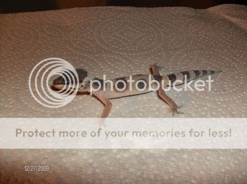 geckos049-1.jpg