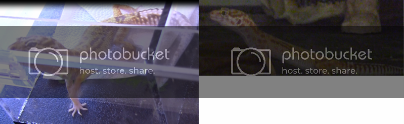 pippapictures.png