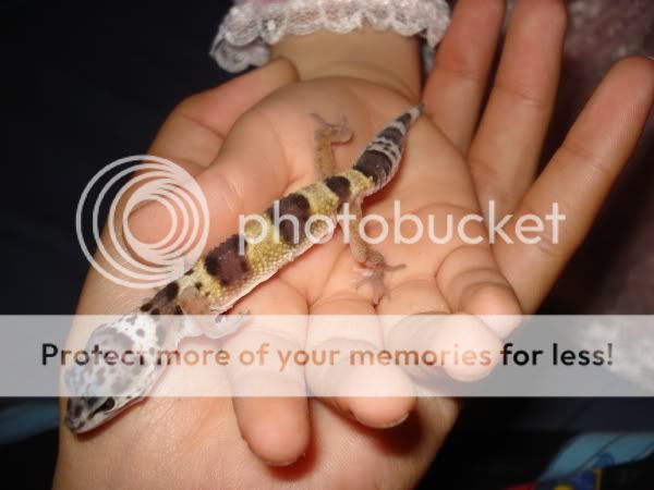 gecko078.jpg