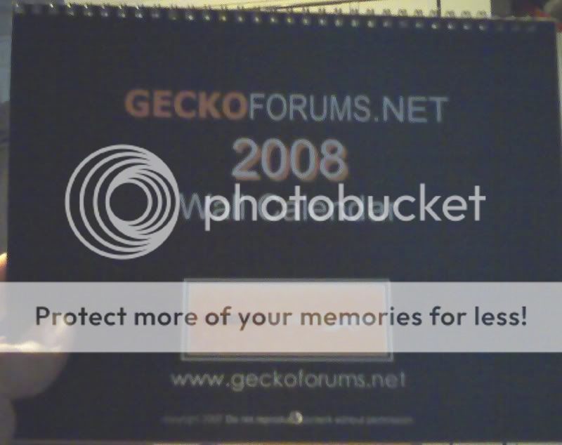 2008geckocalender.jpg