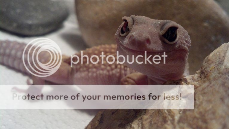 photobucket-1040-1356872252701.jpg