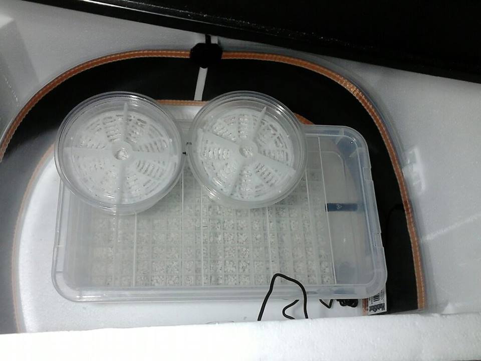 Incubator_zps3zzjlebk.jpg