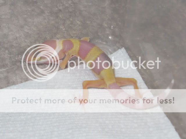 ghostlavbell1.jpg