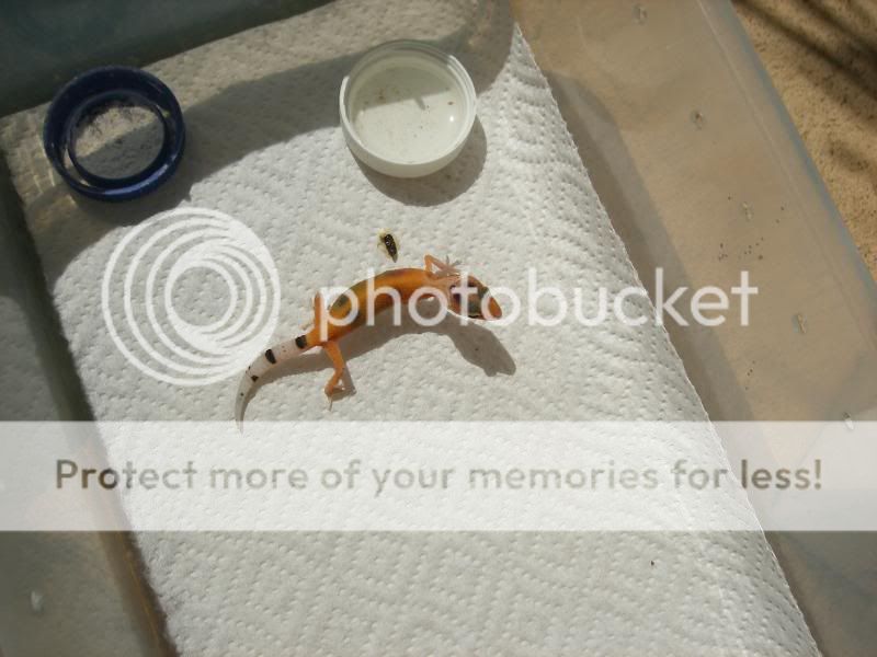 geckos045.jpg
