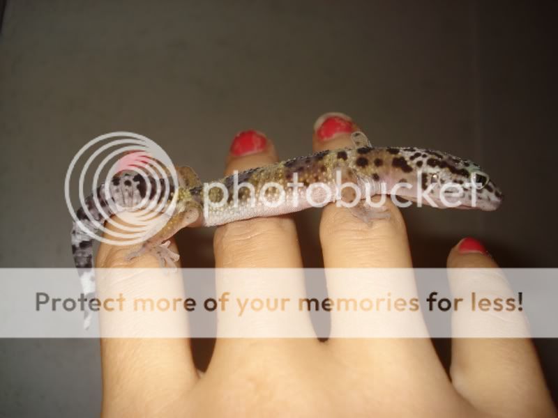 gecko337.jpg