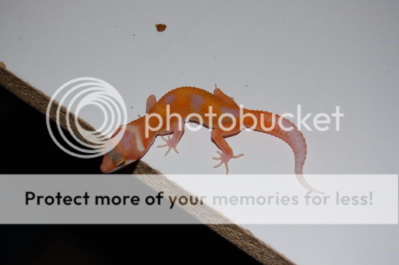 DSC_0403.jpg