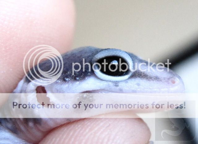macksnow_marbleeye1_pb.jpg