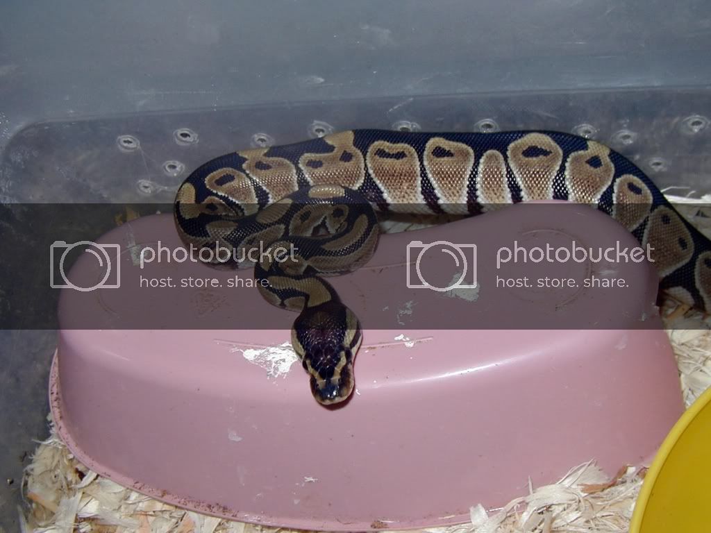 hetgstripe2.jpg