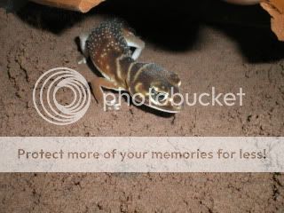geckos021.jpg