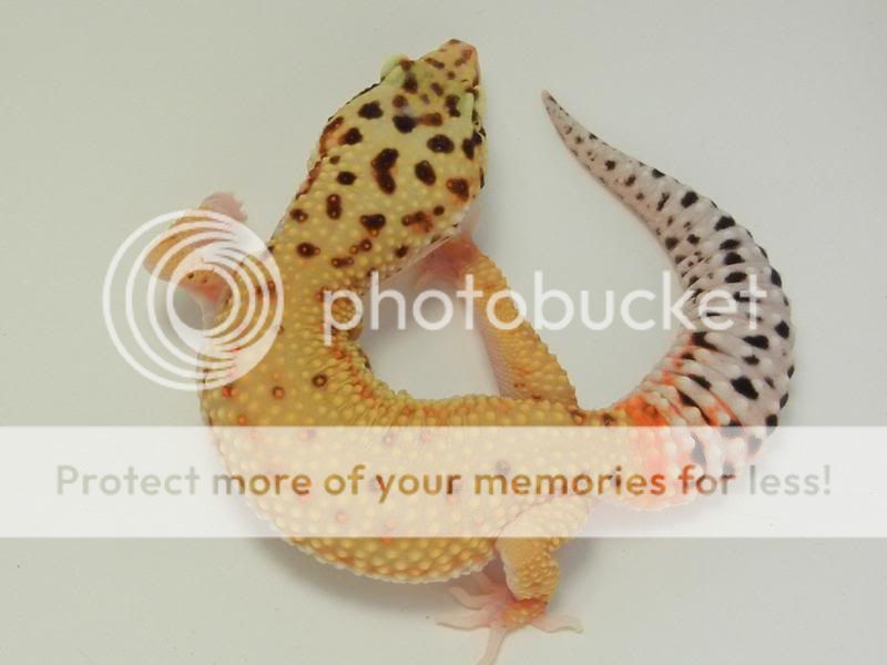 GeckosAugust2011018.jpg