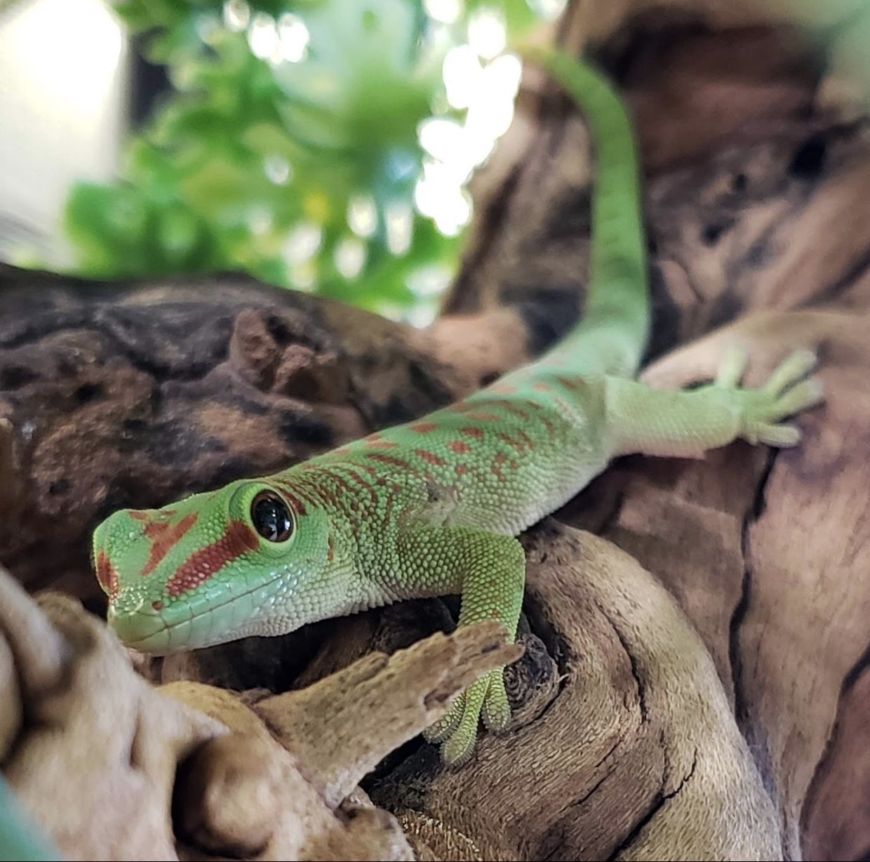 www.geckotime.com