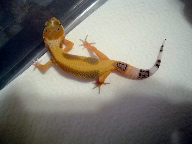 geckostripebabyb.jpg