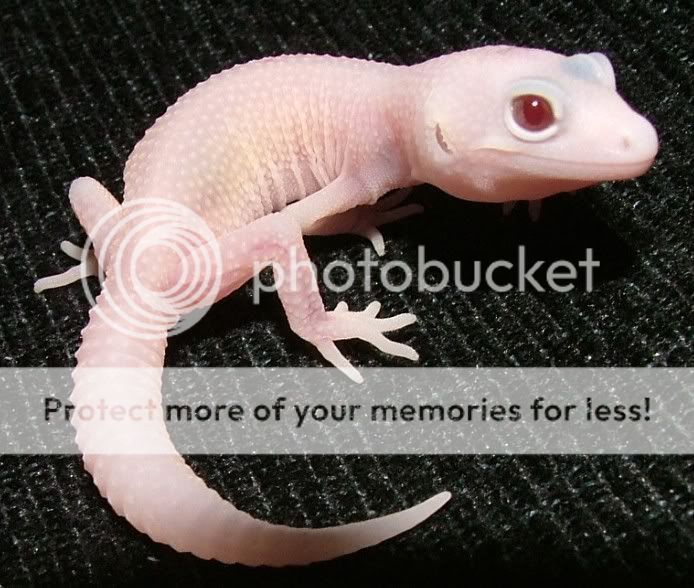 GeckoHatchlings07214.jpg