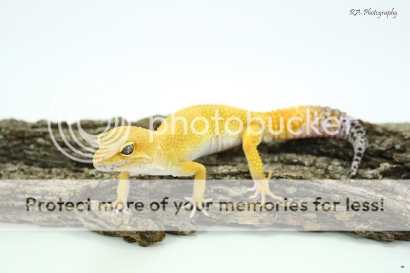 carrottailfrontcopy.jpg