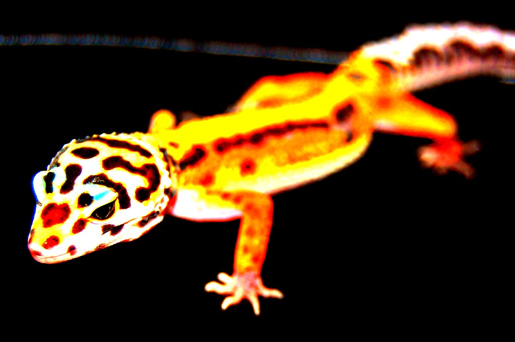 3994003364_6fafd79ecf_b.jpg