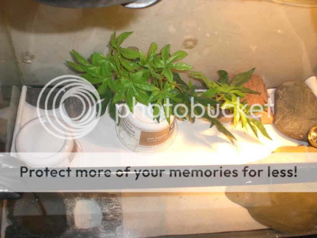 junepix030.jpg