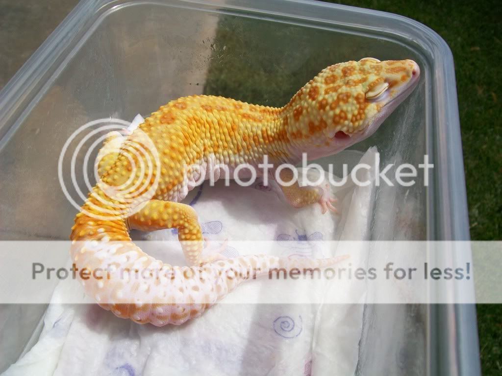 malegeckos027.jpg